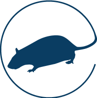 Intervention pour dératisation par des agents certifiés Intervention pour dératisation par des agents certifiés