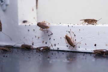 Éradication des blattes et cafards par des professionnels en désinsectisation aux Sables d'Olonne