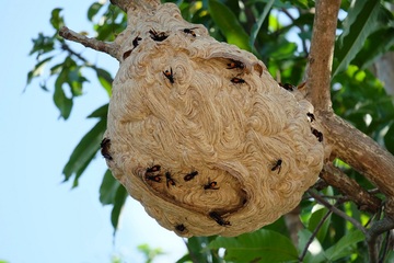Enlèvement et destruction de nids de frelons asiatiques vers Les Mureaux